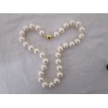 Gold clasped pearl necklace