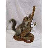 Taxidermy squirrel