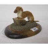 Taxidermy - Weasel on base