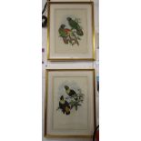 Pair of ornithological prints