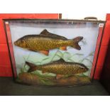 Taxidermy - Pair of carp in bow fronted case (circa 1930's)