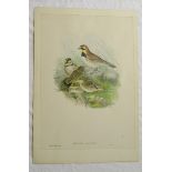 John Gould - 3 ornithological handcoloured lithographs - Cream coloured courser, Shre Lark, etc.
