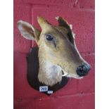 Taxidermy - Muntjac deer head mounted on shield