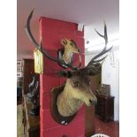 Taxidermy - Antique 10 point Royal Red stag's head on shield