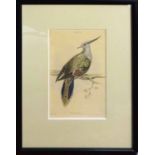 EDWARD LEAR 'Sudies of birds species', a set of twelve lithographs in colours, 16cm x 10cm each,