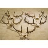 RED DEER ANTLERS, five sets, largest 87cm H x 67cm W.