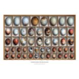 TONY LADD 'The British birds of prey eggs collection', stamped, signed and numbered print,