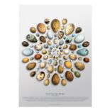 TONY LADD 'British birds eggs - circular', stamped, signed and numbered print, edition of 100,