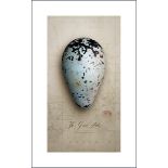 TONY LADD 'Eggs of the Great AUK', stamped, signed and numbered print, edition of 12,