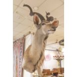 KUDU TAXIDERMY HEAD, 160cm H overall.