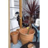 DRAGON TREES IN POTS, a set of two, various styles, 90cm H tallest.