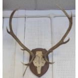DEER ANTLERS, with skull mounted on an oak shield, 65cm x 82cm H.