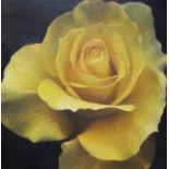 SARAH GREGORY 'Yellow Rose', 2000, acrylic on board, signed and dedicated verso, 28cm x 28cm.