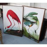 AFTER JOHN JAMES AUDUBON, a set of two prints, from the birds of America, framed, 113cm x 83cm.