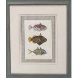 A SET OF FOUR PRINTS, of Tropical Fishes, 62cm x 52cm overall each, framed and glazed.