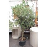 OLIVE TREE IN POT, 182cm H.