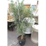 OLIVE TREE IN POT, 182cm H.