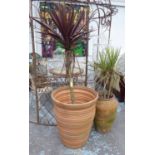 DRAGON TREES IN POTS, a set of two, various styles, 90cm H tallest.