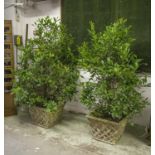 BAY TREES, a pair, mature graduated bay trees in square reconstituted stone basket planters,