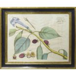 A SET OF FOUR STUDIES OF FOLIAGE AND TROPICAL FRUITS, handcoloured engravings,