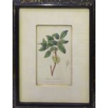 A SET OF FOUR STUDIES OF FOLIAGE AND TROPICAL FRUITS, handcoloured engravings, two 61cm x 45cm,