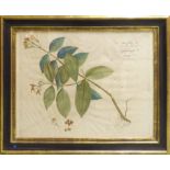 A SET OF SIX STUDIES OF FOLIAGE AND TROPICAL FRUITS, handcoloured engravings, 57cm x 47cm,