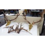 DEER SKULLS AND ANTLERS, a pair, contemporary gilt composite, approx.