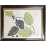 A SET OF FOUR STUDIES OF FOLIAGE AND TROPICAL FRUITS, handcoloured engravings,