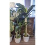 FAUX BANANA PALMS, a pair, potted 150cm H approx.