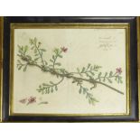 A SET OF FOUR STUDIES OF FOLIAGE AND TROPICAL FRUITS, handcoloured engravings,