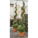 BOX TREES, a pair, spiral topiary design, 220cm H.