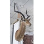 TAXIDERMY OF A GAZELLE, with horns, 114cm Hcm x 52cm W.