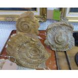 AMMONITE STEPHONOCERAS HUMPHRIESIANUM, a set of three, Jurassic era, inferior colite,