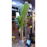 FAUX BANANA TREE, potted, 175cm H.