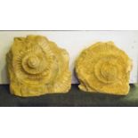 AMMONITES STEPHANOCERAS HUMPHRIESIANUM, a pair, Jurassic era, Inferior Oolite, circa 170 million,