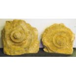 AMMONITES STEPHANOCERAS HUMPHRIESIANUM, a pair, Jurassic era, Inferior Oolite, circa 170 million,