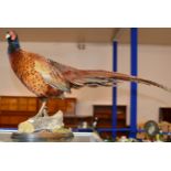 TAXIDERMY INTEREST - A STUFFED COCK PHEASANT DISPLAY MOUNTED ON A WOODEN STAND