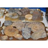 2 TRAYS WITH ASSORTED FOSSIL SPECIMENS