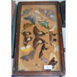 FRAMED BUTTERFLY SPECIMEN DISPLAY