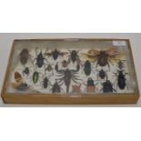 TAXIDERMY INTEREST - AN INTERESTING OLD FRAMED COLLECTION OF 20 VARIOUS INSECTS & BUGS