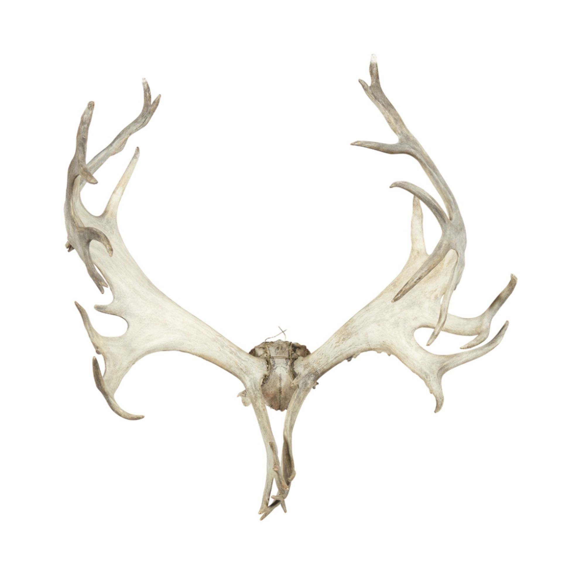 SET OF WOODLAND CARIBOU ANTLERSmounted to a partial stripped skull piece83cm wide point to