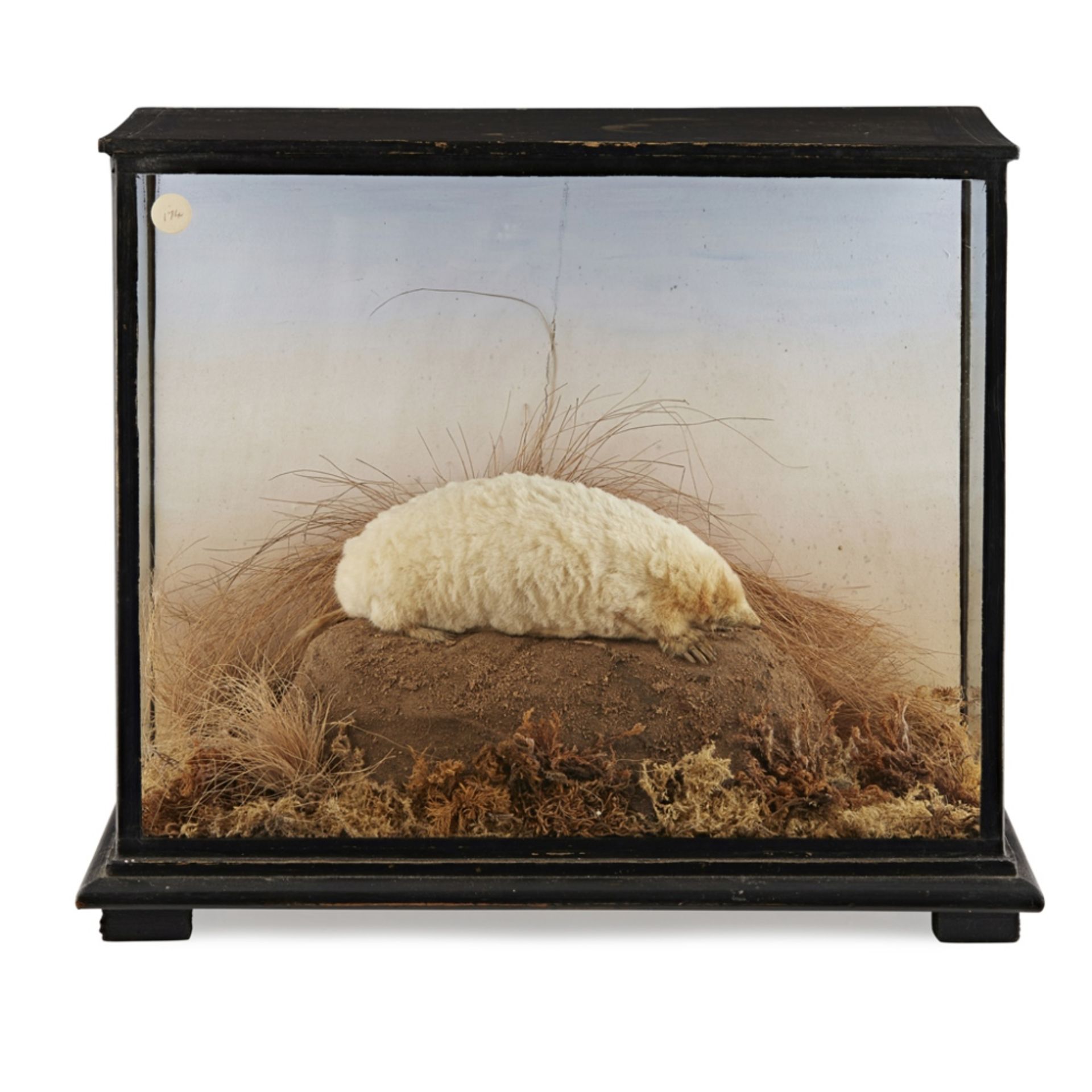 EDWARDIAN CASED TAXIDERMY ALBINO MOLEEARLY 20TH CENTURY full mount, perched on a 'mole hill' in an