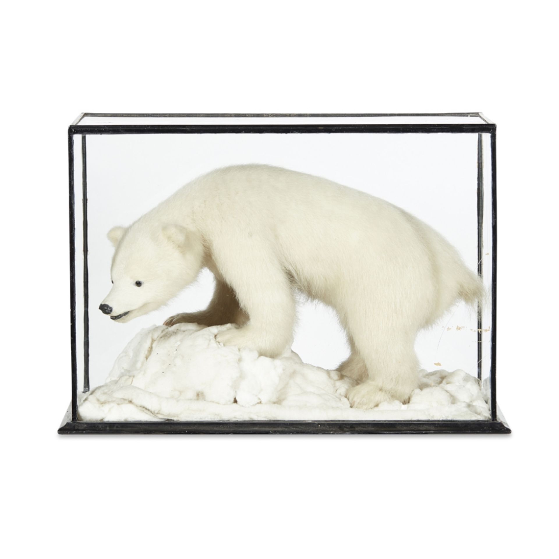 CASED TAXIDERMY POLAR BEAR CUB(URSUS MARITIMUS) full mount with glass inset eyes, raised on a faux