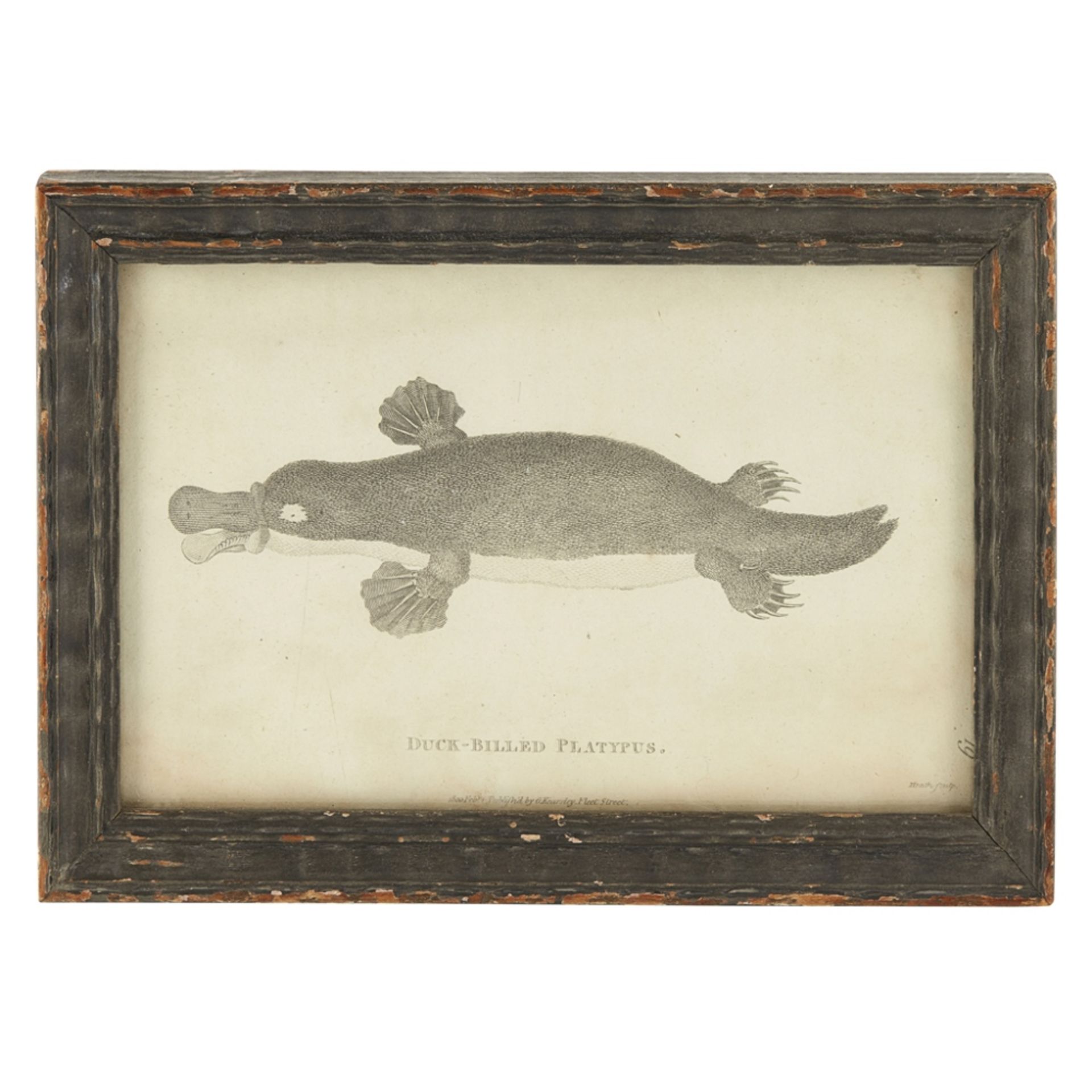 TAXIDERMY (DUCK BILLED) PLATYPUS(ORNITHORHYNCHUS ANATINUS) full mount, 56.5cm long; together with - Image 2 of 2