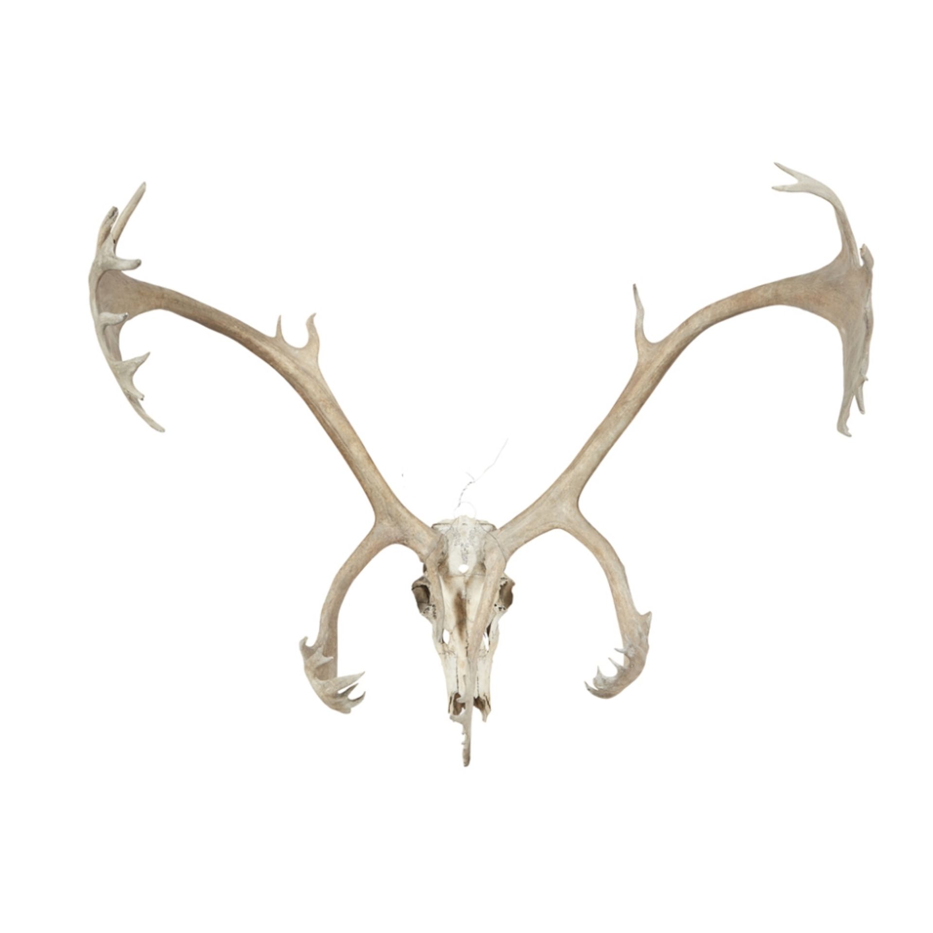 SET OF BARREN GROUND CARIBOU ANTLERSmounted to a stripped skull115cm wide point to pointPlease be