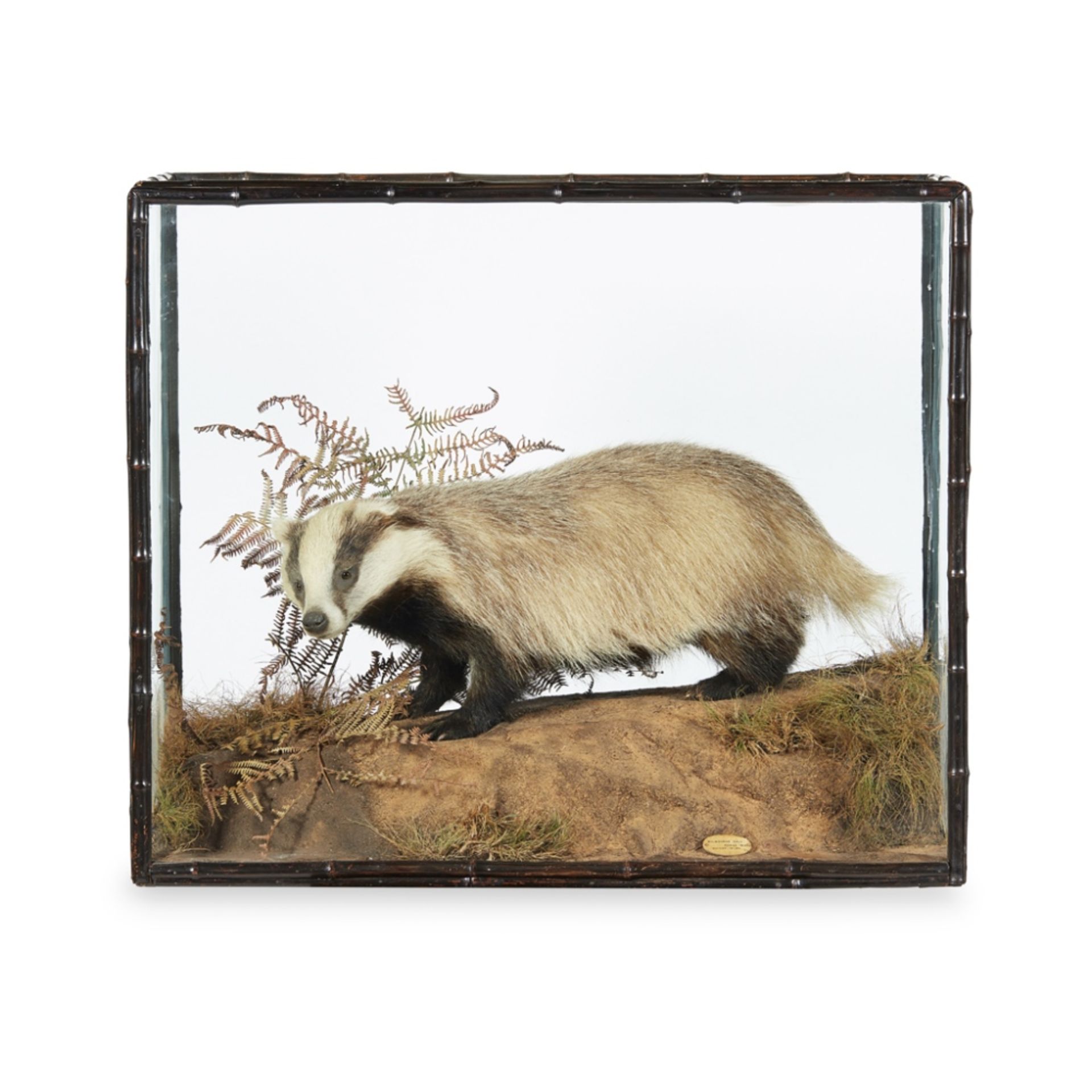 CASED TAXIDERMY BADGERfull mount with inset glass eyes, on a naturalistic style ground, with