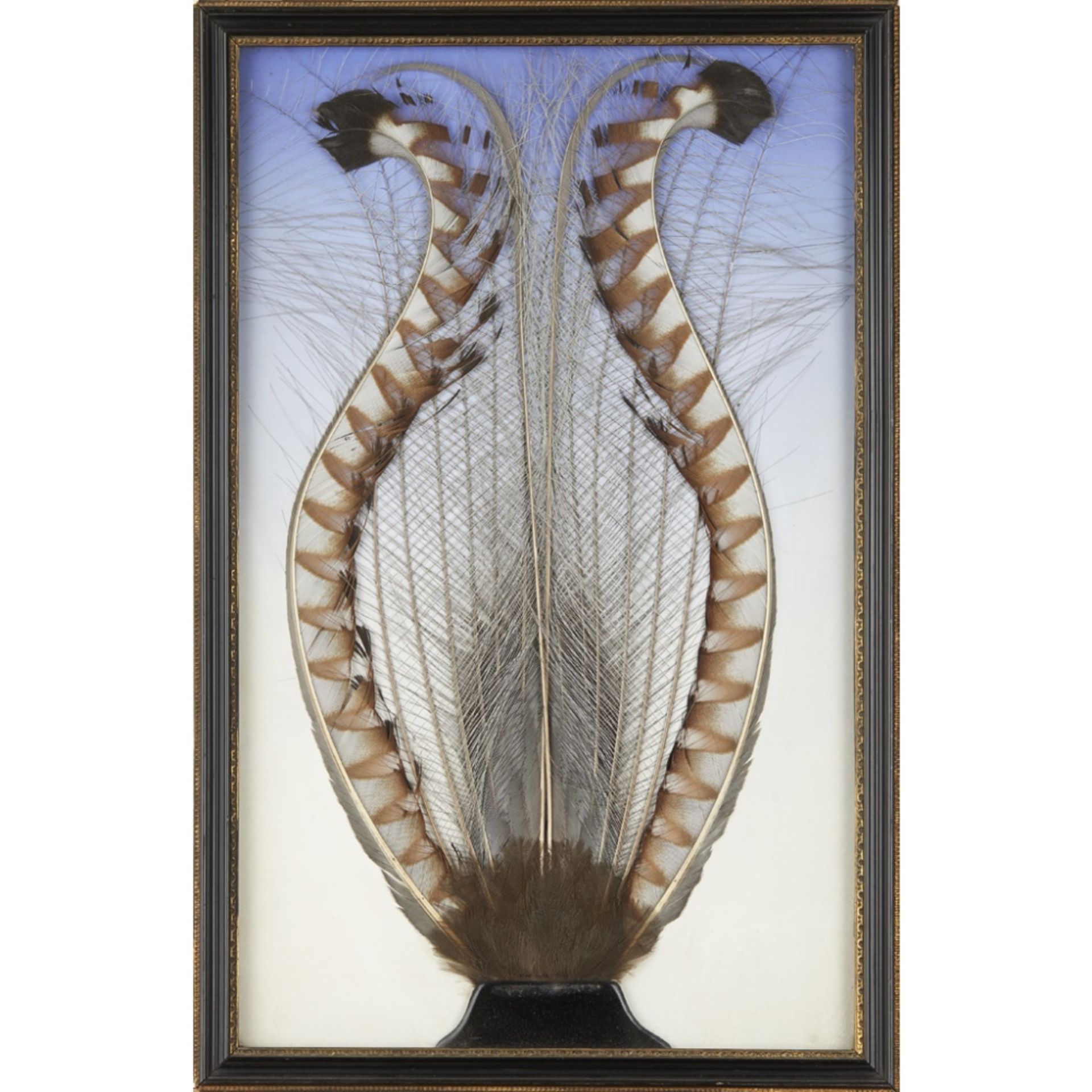 FRAMED AUSTRALIAN SUPERB LYREBIRD TAIL FEATHER DISPLAY19TH CENTURY mounted against a painted blue