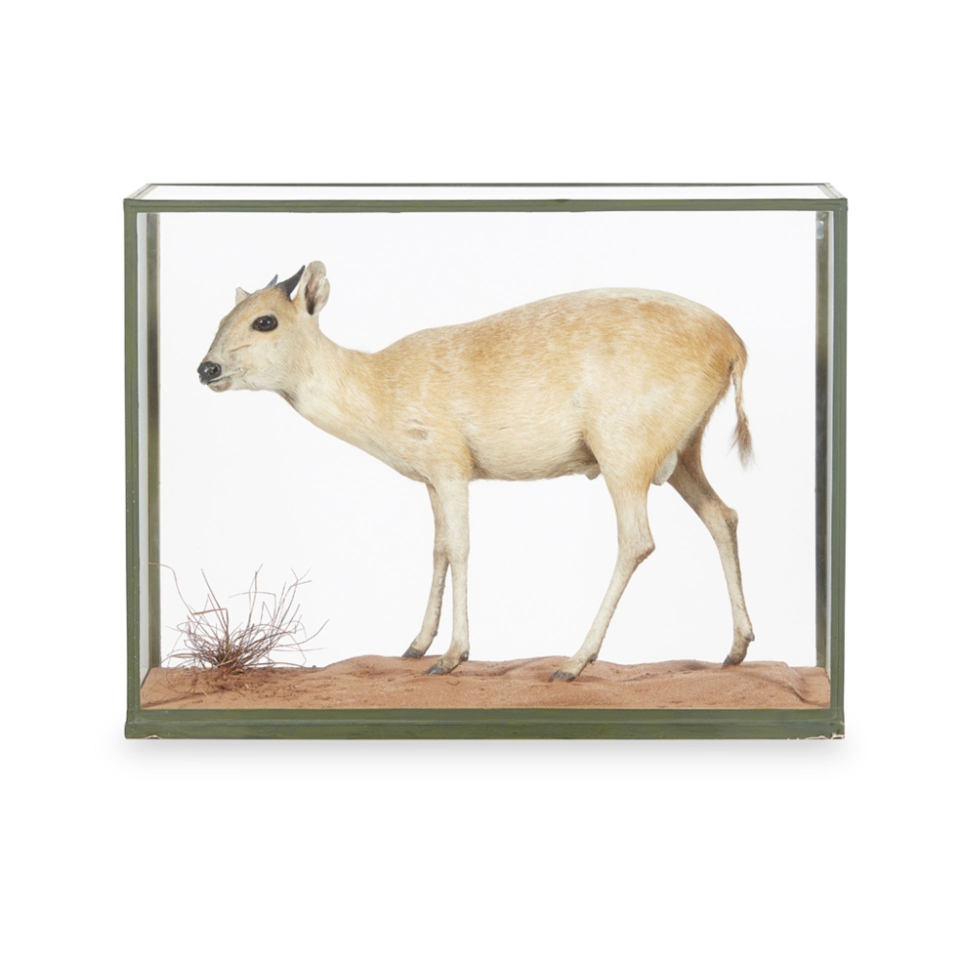 CASED TAXIDERMY MALE RED FOREST DUIKER ANTELOPE(CEPHALOPHUS NATALENSIS) full mount with inset