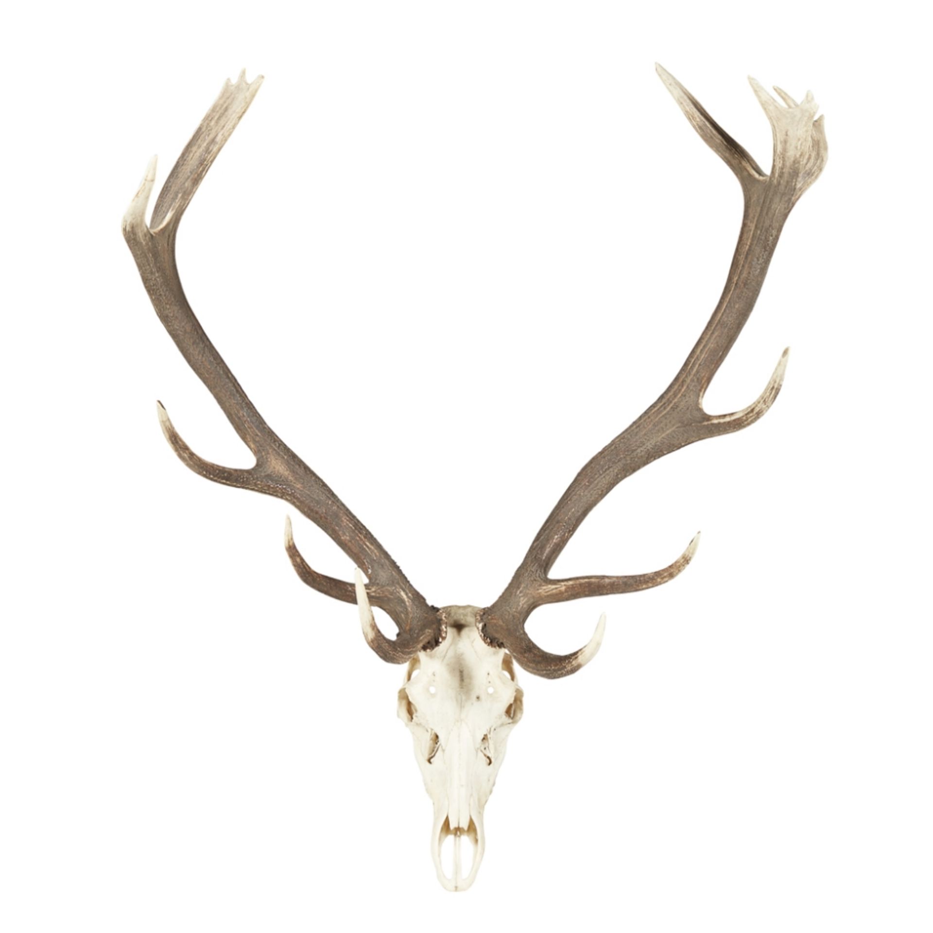 SET OF EUROPEAN RED DEER STAG ANTLERSwith fifteen points, mounted to a stripped skull100cm wide