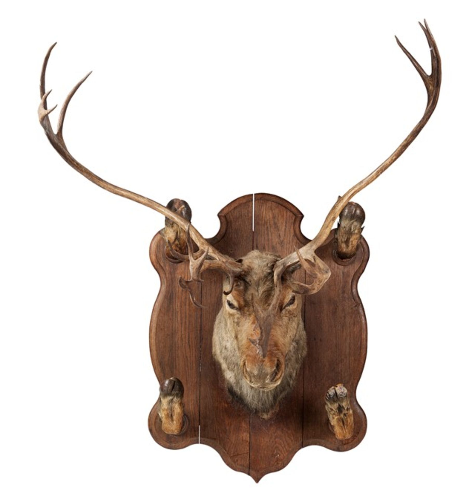 TAXIDERMY REINDEER HEADEARLY 20TH CENTURY head mount with inset glass eyes, mounted on an oak plaque